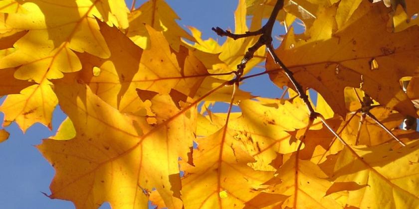 Feuilles d'arbres jaunes