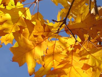 Feuilles d'arbres jaunes