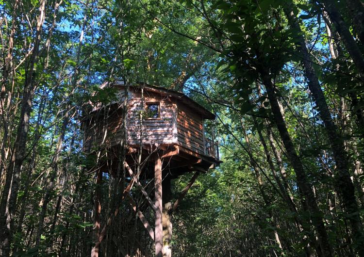 Cabane  écureuil