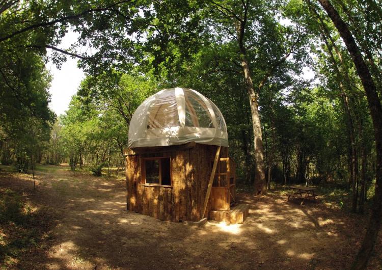 Bulle perchée dans la forêt